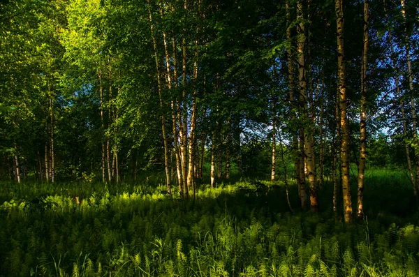 Brzozy Gęstych Zaroślach Paproci — Zdjęcie stockowe