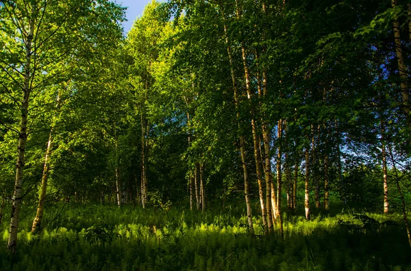 Birch Trees Dense Thickets Fern — Stock Photo, Image