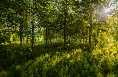 Eğreltiotunun sık çalılıklarında huş ağaçları
