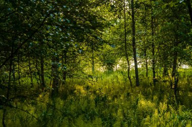 Eğreltiotunun sık çalılıklarında huş ağaçları