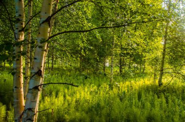 Eğreltiotunun sık çalılıklarında huş ağaçları