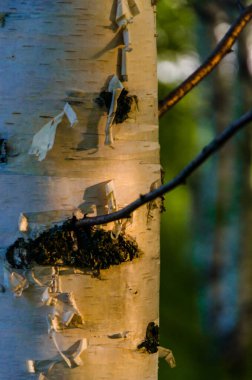 Sabahın erken saatlerinde huş ağacı gövdesi..