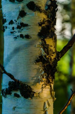 Sabahın erken saatlerinde huş ağacı gövdesi..