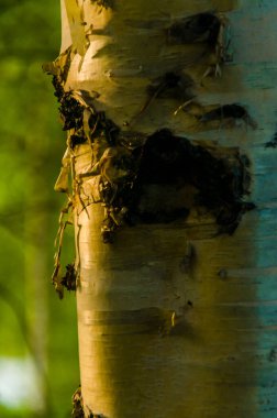 Sabahın erken saatlerinde huş ağacı gövdesi..
