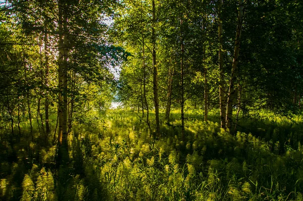 Břízy Hustých Houštinách Kapradin — Stock fotografie