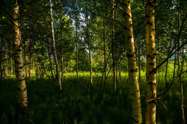 Bouleaux Dans Des Fourrés Denses Fougères — Photo