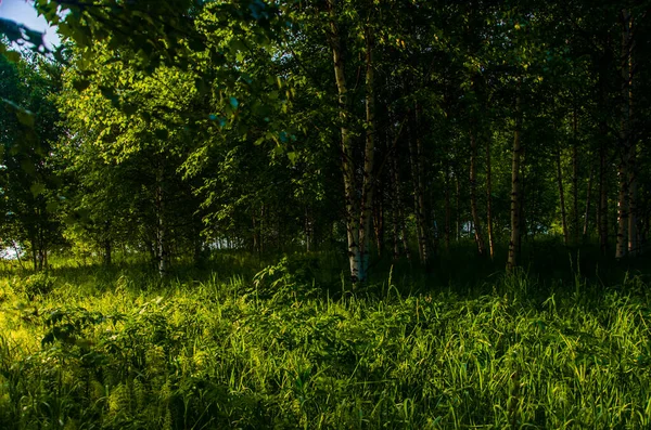 Bouleaux Dans Des Fourrés Denses Fougères — Photo