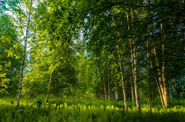 Břízy Hustých Houštinách Kapradin — Stock fotografie