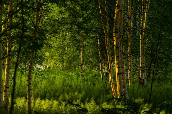 Břízy Hustých Houštinách Kapradin — Stock fotografie