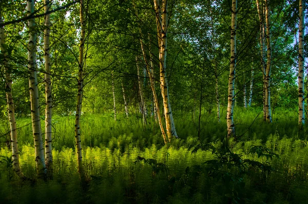 Břízy Hustých Houštinách Kapradin — Stock fotografie