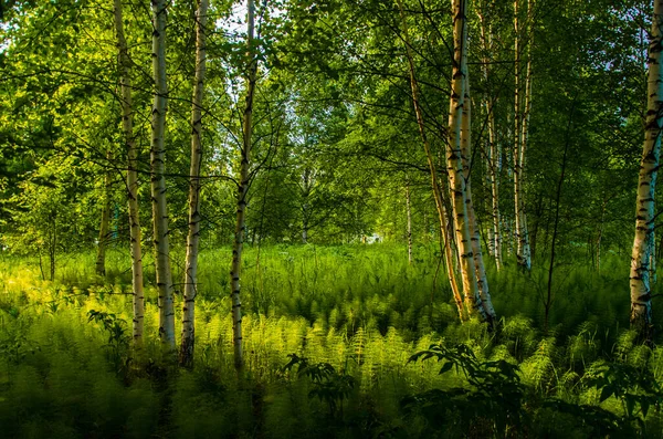 Břízy Hustých Houštinách Kapradin — Stock fotografie