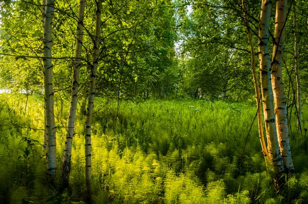 Břízy Hustých Houštinách Kapradin — Stock fotografie