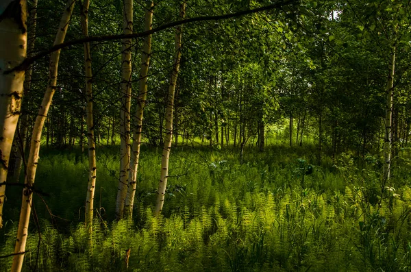 Bouleaux Dans Des Fourrés Denses Fougères — Photo