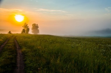 Sabah erkenden. Orman sisin içinde saklanıyor. orman yolu.