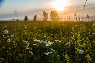 Sabah sisli papatya tarlası.