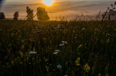 Sabah sisli papatya tarlası.