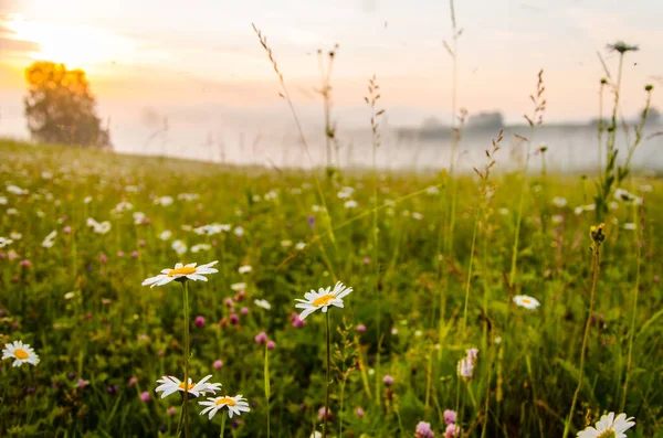 Kamomillfält Morgonen Dimma Stockfoto