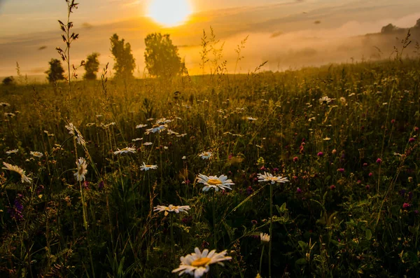 Kamomillfält Morgonen Dimma Stockfoto