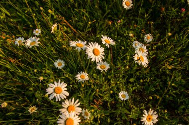 Sabah sisli papatya tarlası.