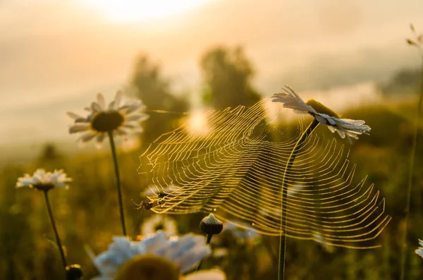 Kamille Netz Und Morgennebel — Stockfoto