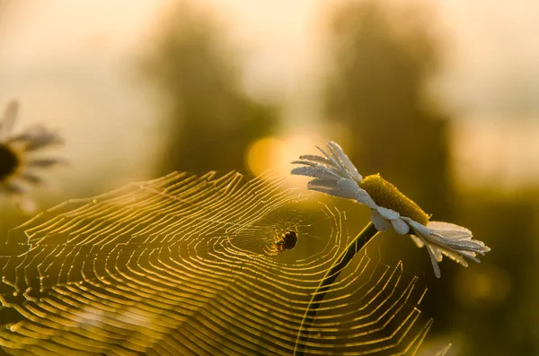 Kamille Netz Und Morgennebel — Stockfoto