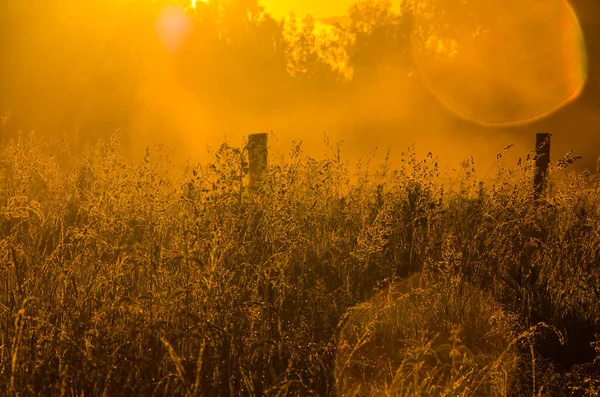 Los Rayos Del Sol Rompen Través Hierba Exuberante Niebla Espesa — Foto de Stock