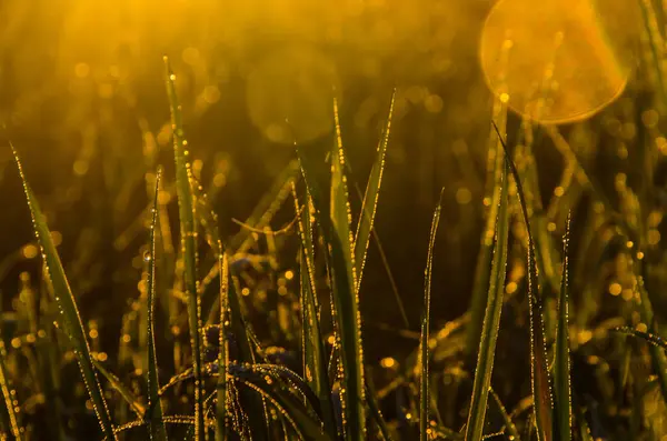 Die Sonnenstrahlen Brechen Durch Das Saftige Gras Dichter Morgennebel — Stockfoto