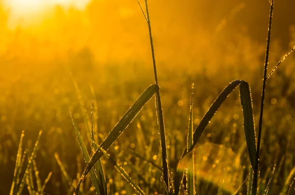 Sun Rays Break Lush Grass Thick Morning Fog — Stock Photo, Image