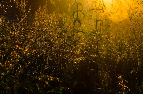 Les Rayons Soleil Traversent Herbe Luxuriante Brouillard Épais Matin — Photo