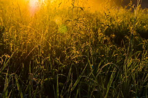 Die Sonnenstrahlen Brechen Durch Das Saftige Gras Dichter Morgennebel — Stockfoto