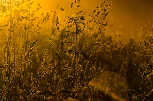 Die Sonnenstrahlen Brechen Durch Das Saftige Gras Dichter Morgennebel — Stockfoto