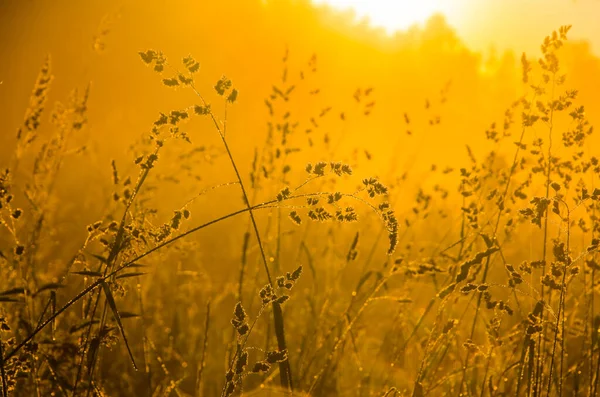 Die Sonnenstrahlen Brechen Durch Das Saftige Gras Dichter Morgennebel — Stockfoto