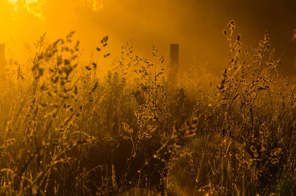 Les Rayons Soleil Traversent Herbe Luxuriante Brouillard Épais Matin — Photo