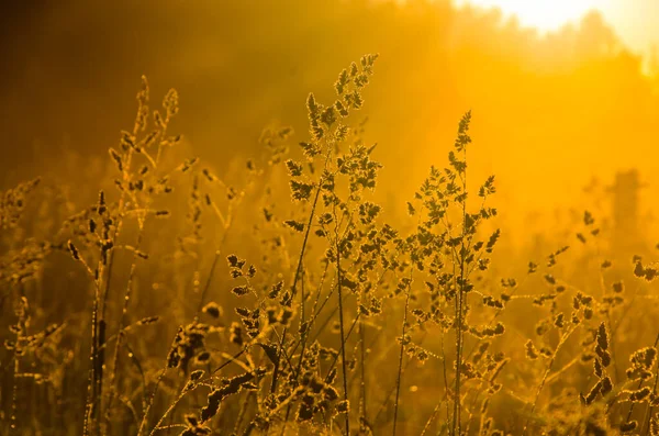 Raios Sol Rompem Grama Exuberante Nevoeiro Manhã Grosso — Fotografia de Stock