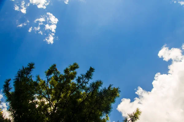 Coroa Árvores Baixo Para Cima Cumulus Nuvens Sobre Floresta — Fotografia de Stock
