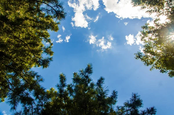 Coroa Árvores Baixo Para Cima Cumulus Nuvens Sobre Floresta — Fotografia de Stock