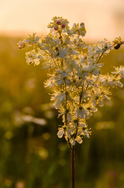 Sabah Ayazında Yarrow Çiçeği — Stok fotoğraf