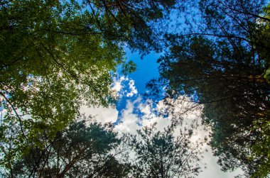 Tepeden tırnağa ağaçlardan oluşan bir taç. Kümülüs bulutları ormanın üzerinde.