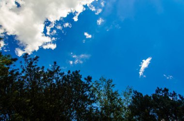 Tepeden tırnağa ağaçlardan oluşan bir taç. Kümülüs bulutları ormanın üzerinde.