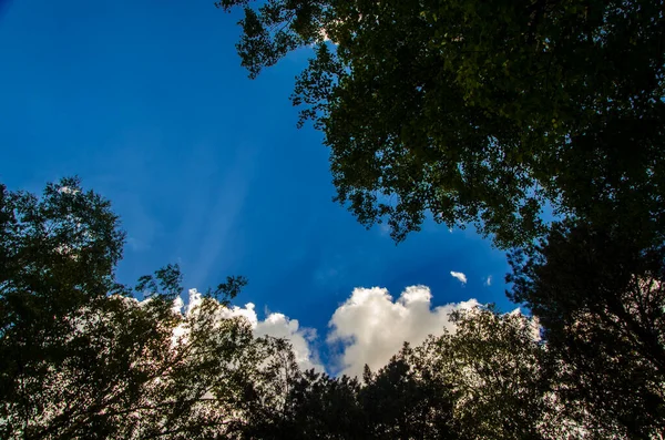 Crown Trees Bottom Top Cumulus Clouds Forest — Stock Photo, Image