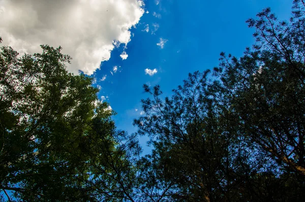 Coroa Árvores Baixo Para Cima Cumulus Nuvens Sobre Floresta — Fotografia de Stock