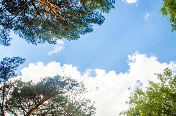 Coroa Árvores Baixo Para Cima Cumulus Nuvens Sobre Floresta — Fotografia de Stock