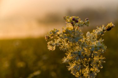 Sabah ayazında yarrow çiçeği
