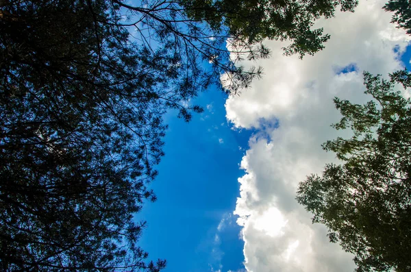 Coroa Árvores Baixo Para Cima Cumulus Nuvens Sobre Floresta — Fotografia de Stock