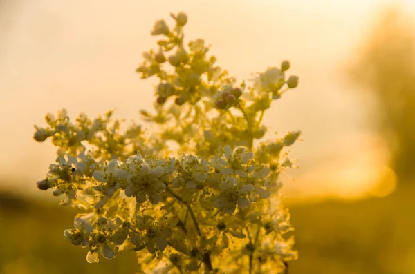 Утрам Цветки Рябины — стоковое фото