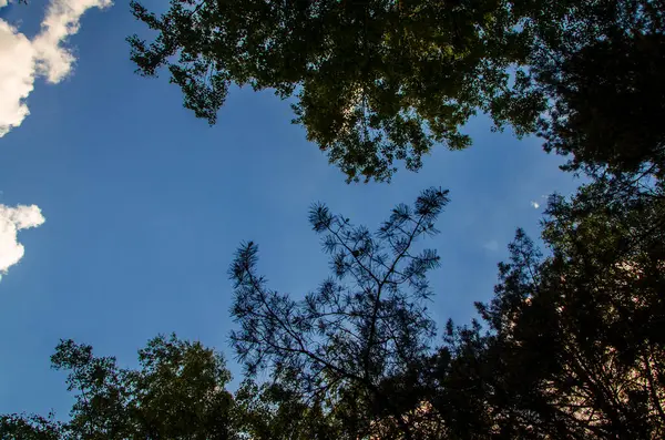 Coroa Árvores Baixo Para Cima Cumulus Nuvens Sobre Floresta — Fotografia de Stock