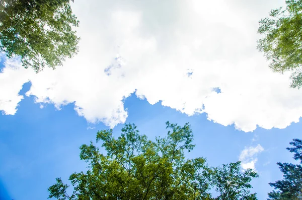 Coroa Árvores Baixo Para Cima Cumulus Nuvens Sobre Floresta — Fotografia de Stock