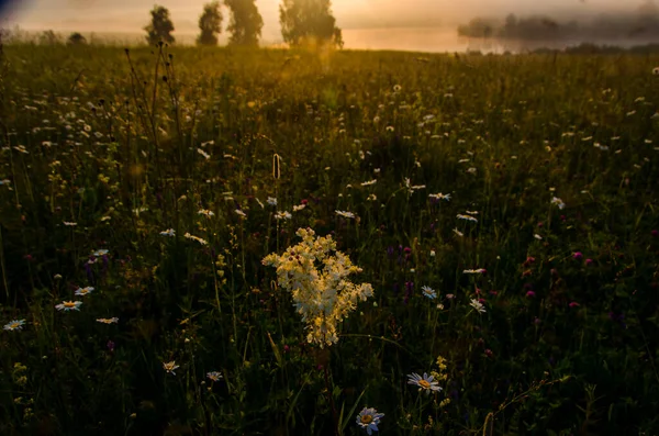 Schafgarbenblüte Morgenfrost — Stockfoto