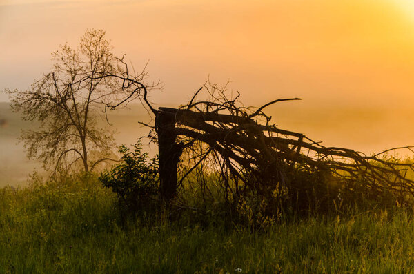 утренний туман над озером. Солнечный свет сквозь лес.