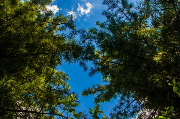 Coroa Árvores Baixo Para Cima Cumulus Nuvens Sobre Floresta — Fotografia de Stock